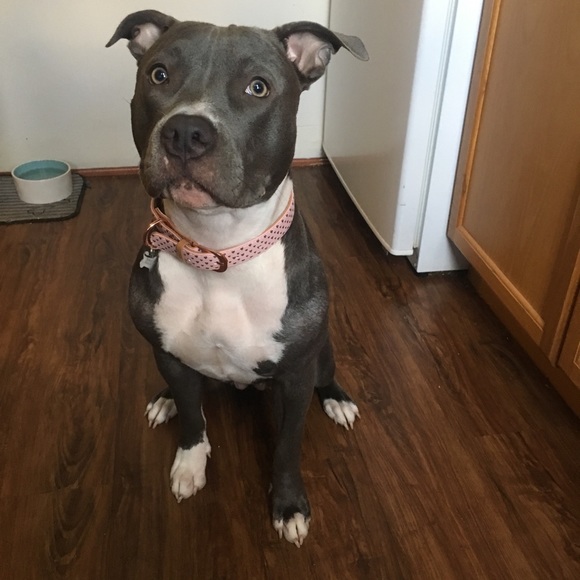 Meet your Posher, Gina - Picture 1 of 1